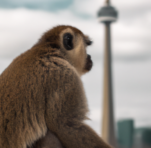 Monkey Overlooking Toronto